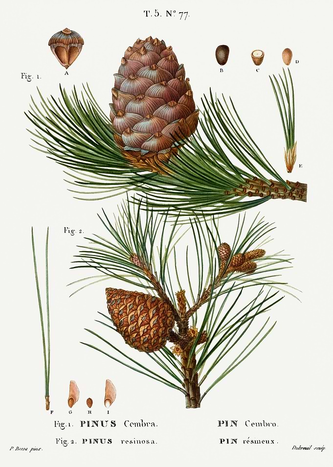 Traite Arbres 1819 HQ Orig