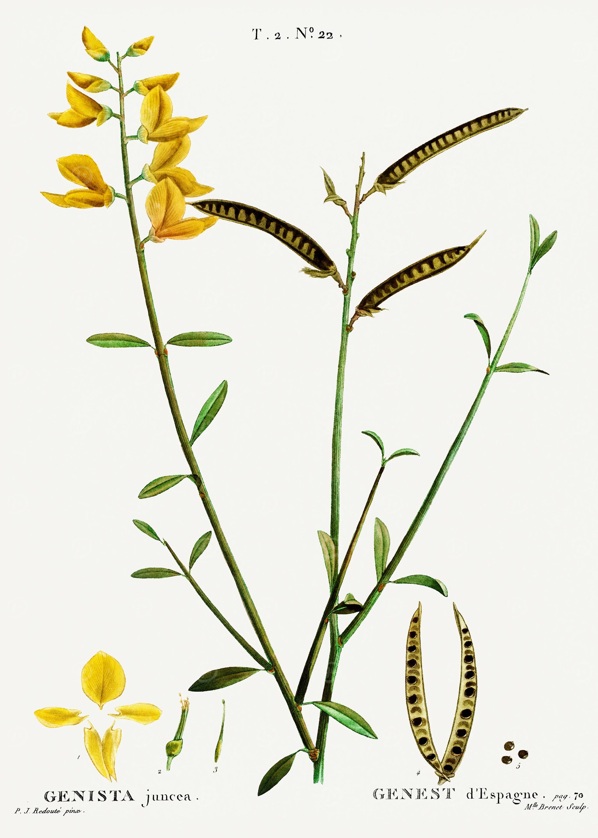 Traite Arbres 1819 HQ Orig