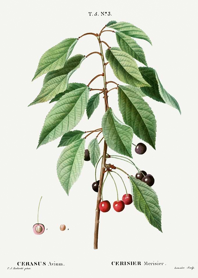 Traite Arbres 1819 HQ Orig