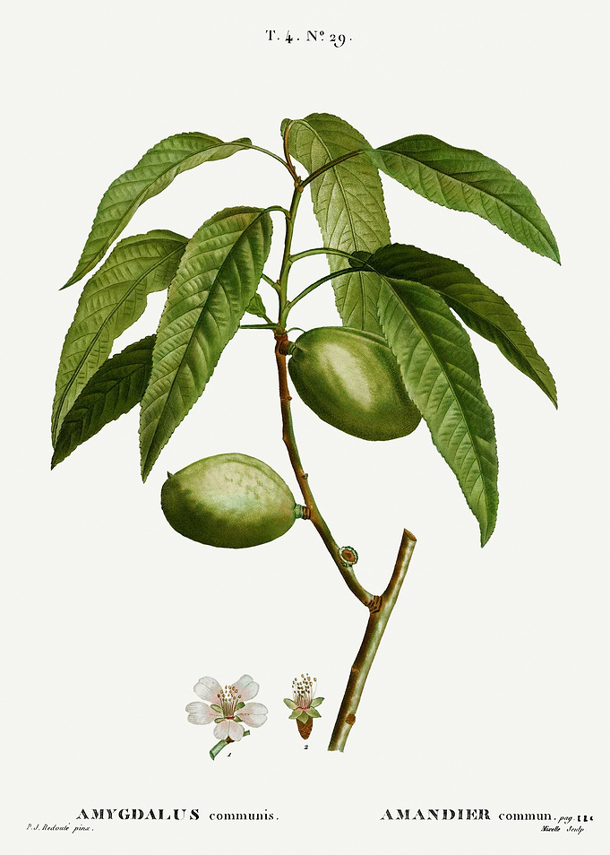 Traite Arbres 1819 HQ Orig