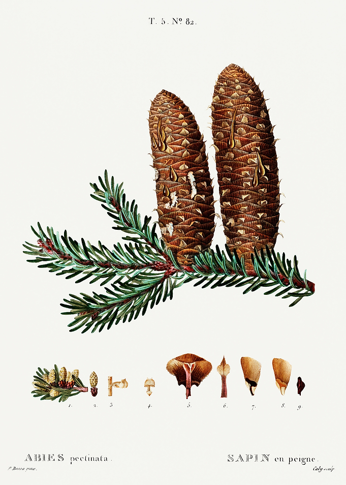 Traite Arbres 1819 HQ Orig