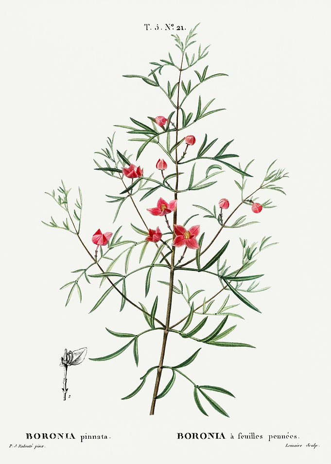 Traite Arbres 1819 HQ Orig