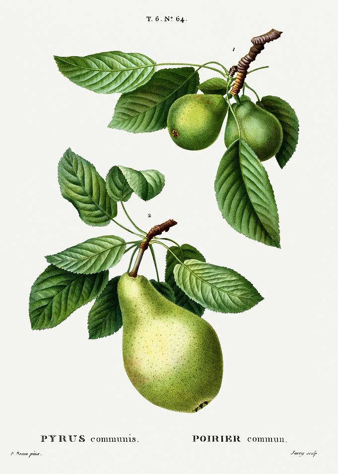 Traite Arbres 1819 HQ Orig