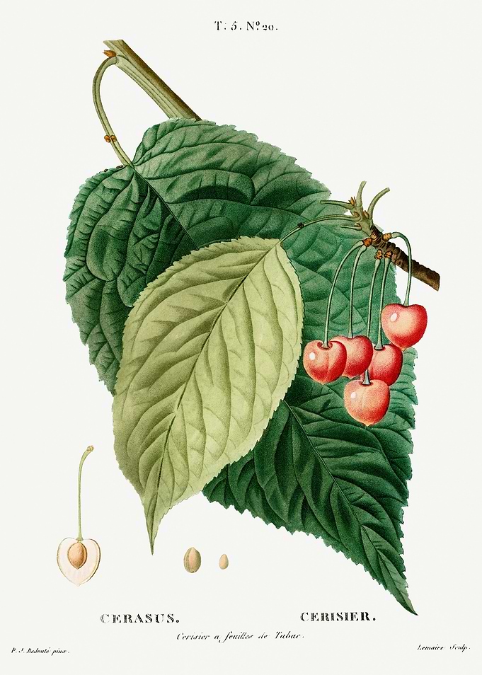 Traite Arbres 1819 HQ Orig