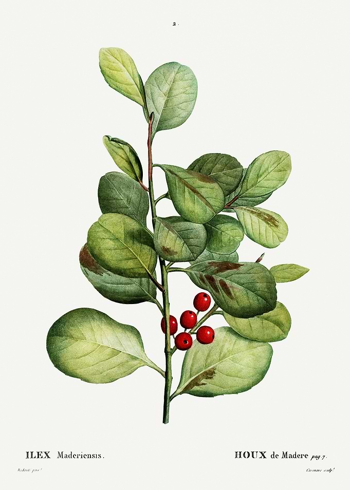 Traite Arbres 1819 HQ Orig