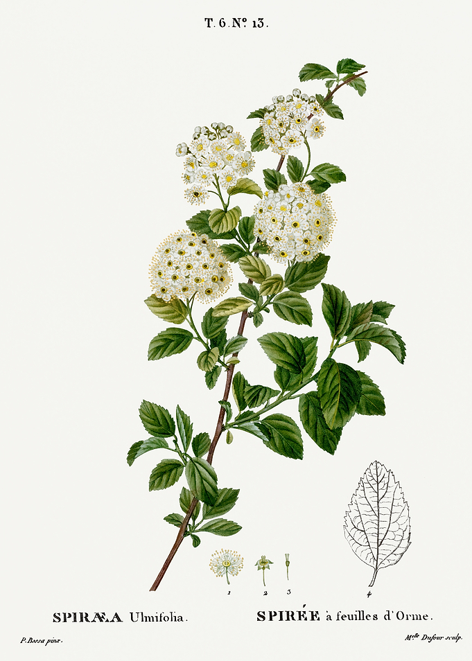 Traite Arbres 1819 HQ Orig