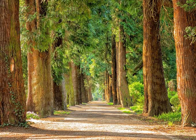 Walk Green