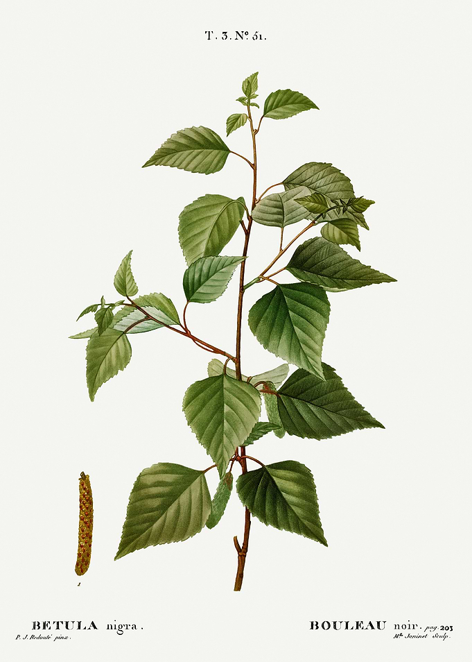Traite Arbres 1819 HQ Orig