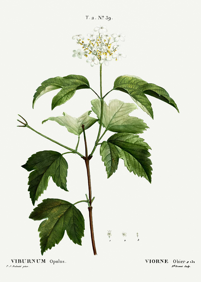 Traite Arbres 1819 HQ Orig