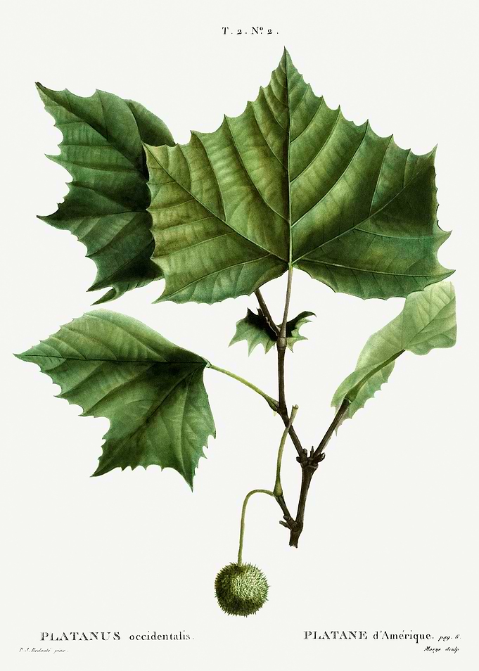 Traite Arbres 1819 HQ Orig