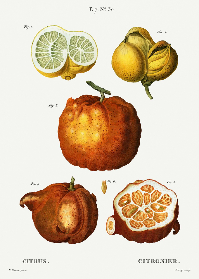 Traite Arbres 1819 HQ Orig