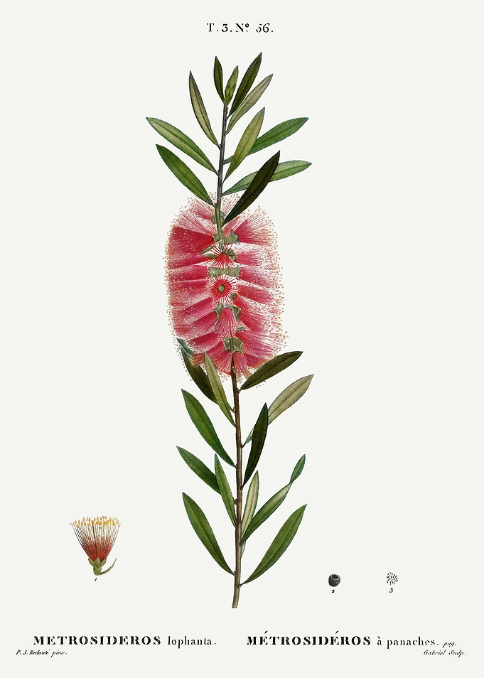 Traite Arbres 1819 HQ Orig