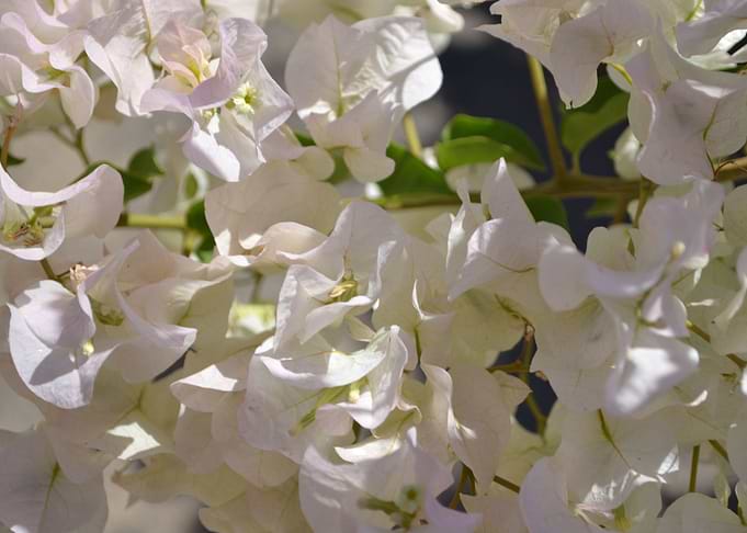 White flowers