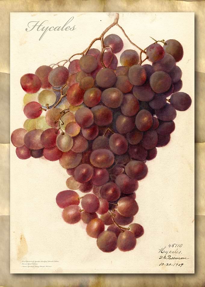 Vintage grapes watercolor