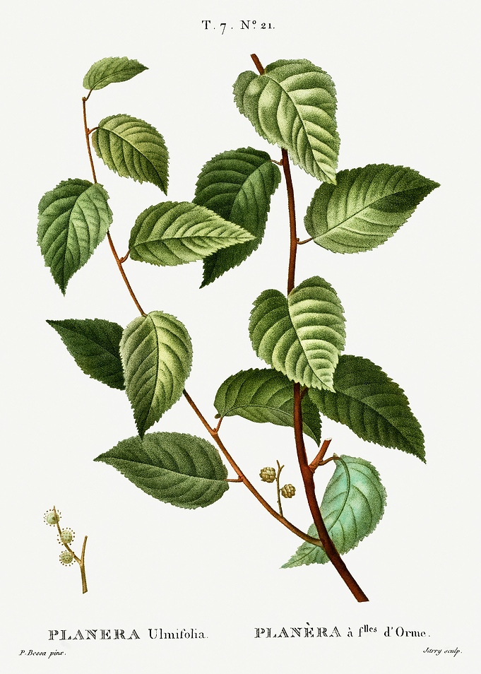 Traite Arbres 1819 HQ Orig