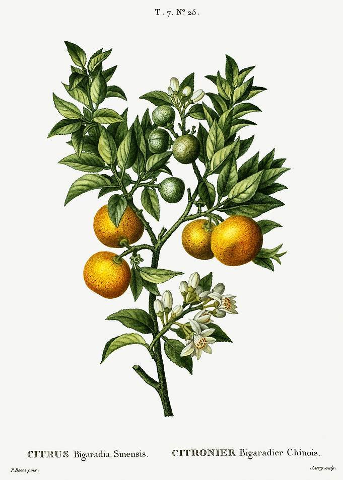 Traite Arbres 1819 HQ Orig