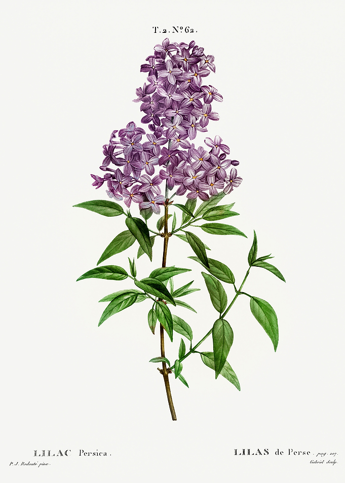 Traite Arbres 1819 HQ Orig
