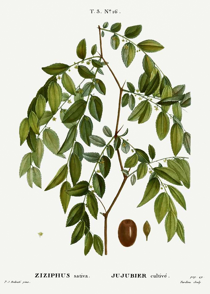 Traite Arbres 1819 HQ Orig