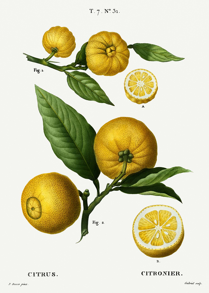 Traite Arbres 1819 HQ Orig