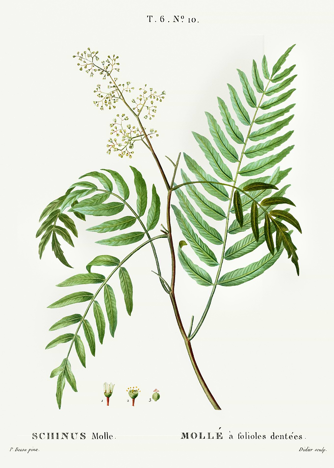 Traite Arbres 1819 HQ Orig