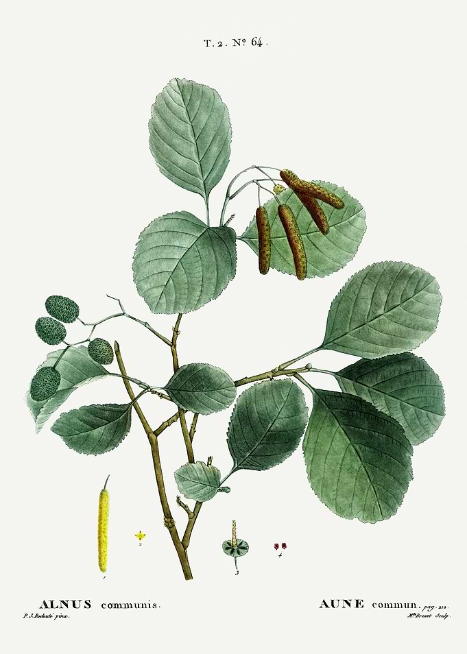 Traite Arbres 1819 HQ Orig