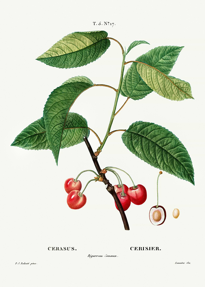 Traite Arbres 1819 HQ Orig