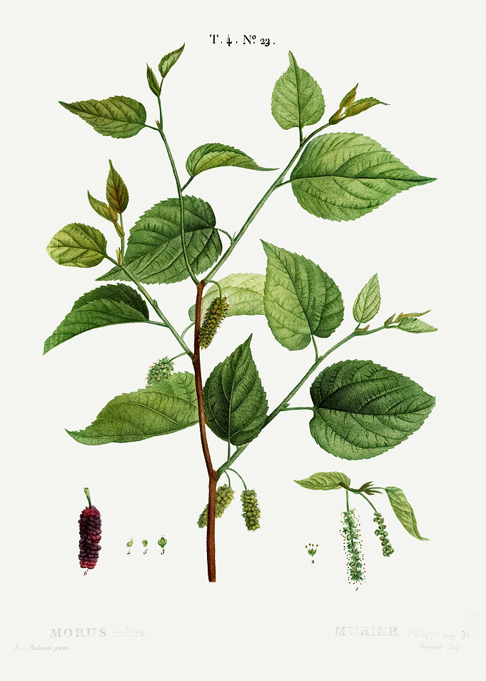 Traite Arbres 1819 HQ Orig