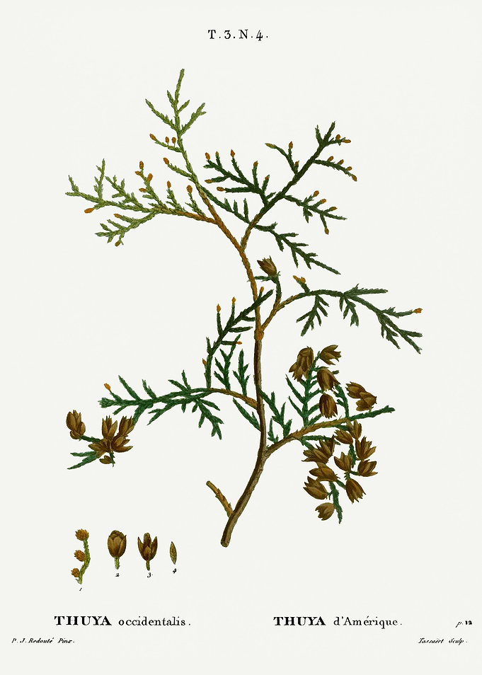 Traite Arbres 1819 HQ Orig