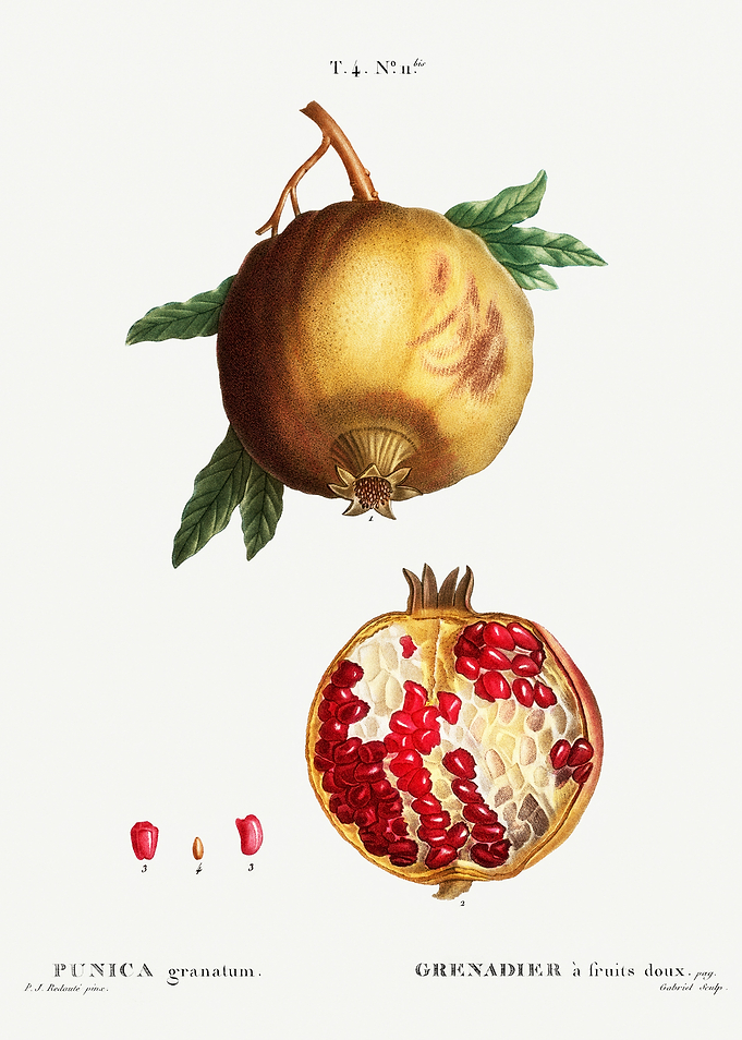Traite Arbres 1819 HQ Orig