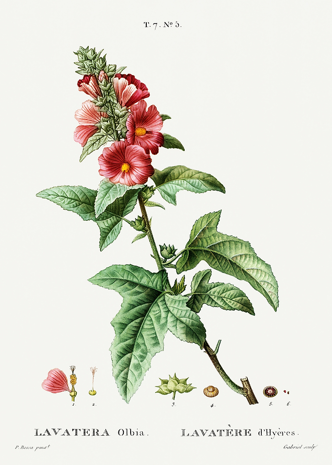 Traite Arbres 1819 HQ Orig