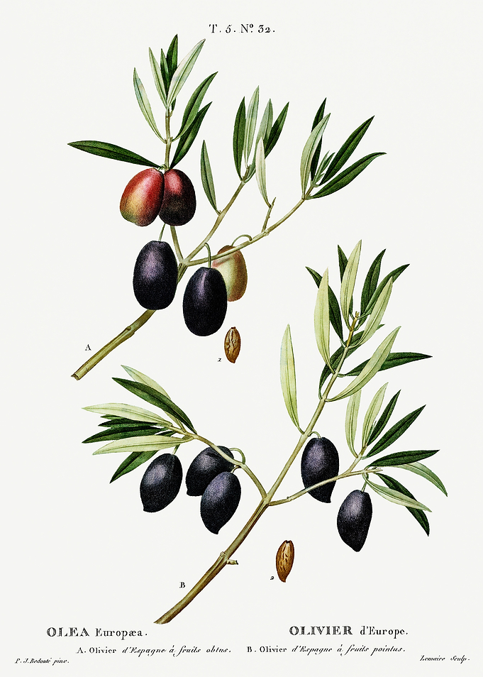Traite Arbres 1819 HQ Orig