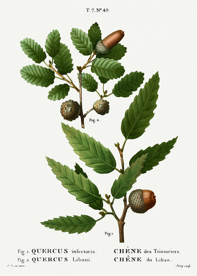 Traite Arbres 1819 HQ Orig