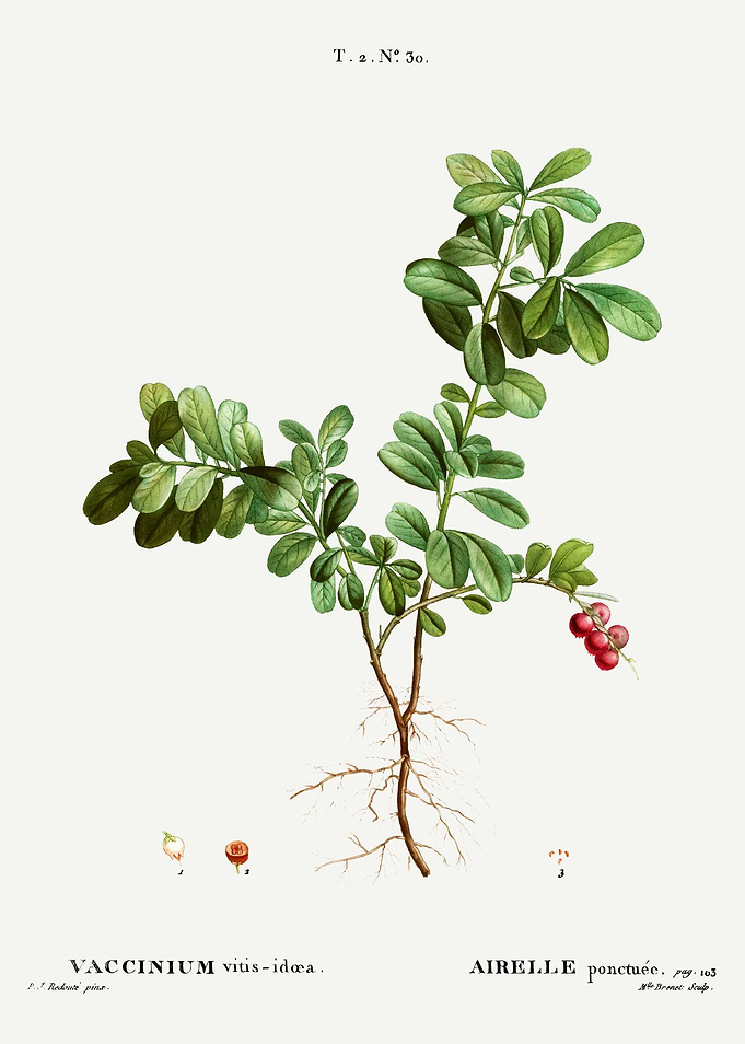 Traite Arbres 1819 HQ Orig