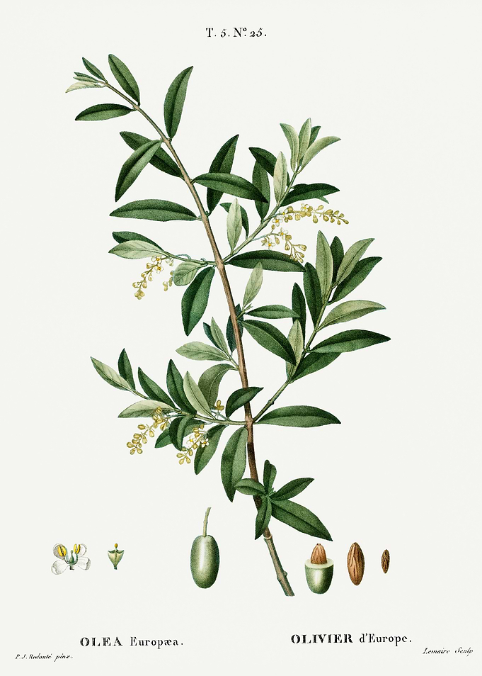 Traite Arbres 1819 HQ Orig