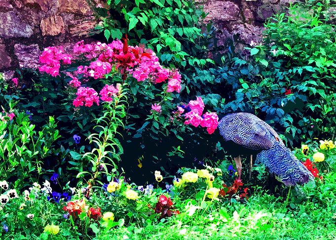 Peacock and flowers
