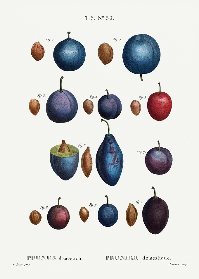 Traite Arbres 1819 HQ Orig