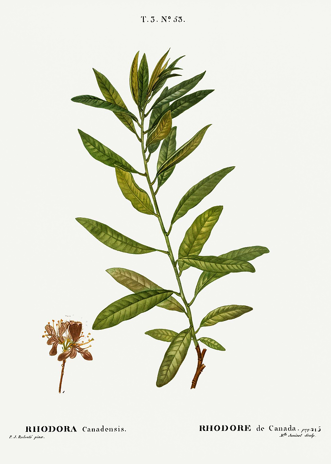 Traite Arbres 1819 HQ Orig