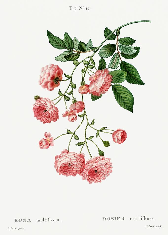 Traite Arbres 1819 HQ Orig