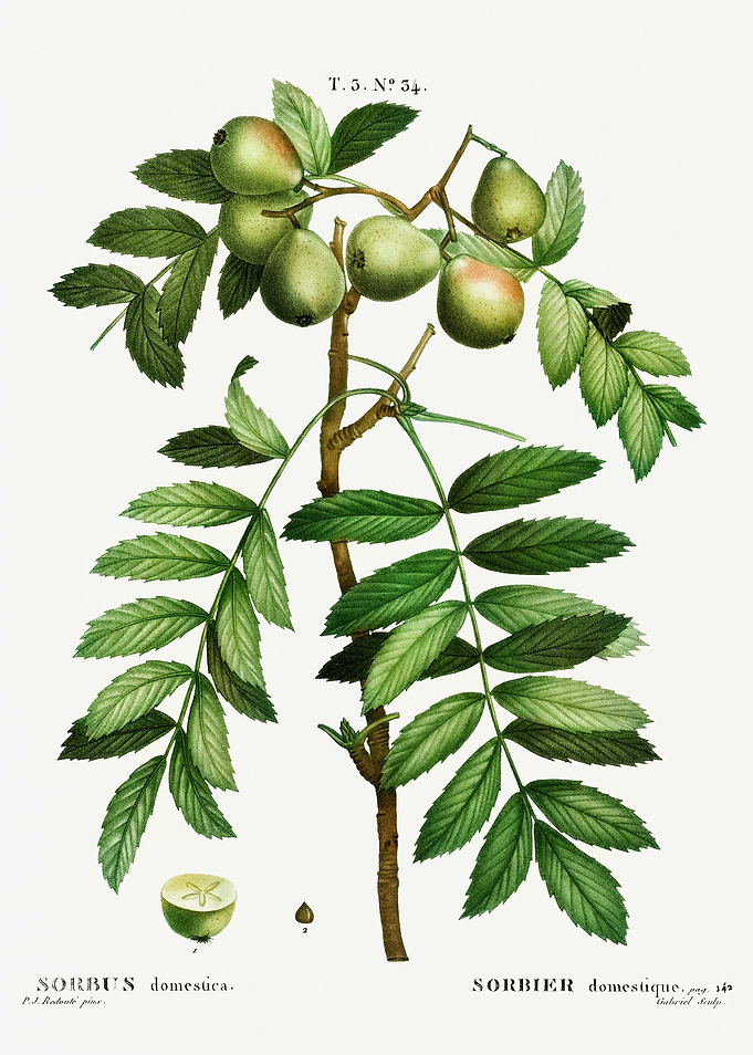 Traite Arbres 1819 HQ Orig