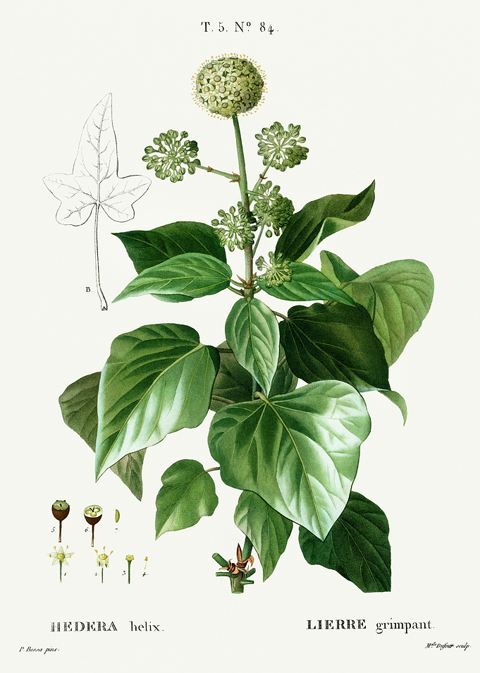 Traite Arbres 1819 HQ Orig