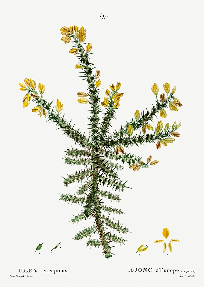 Traite Arbres 1819 HQ Orig