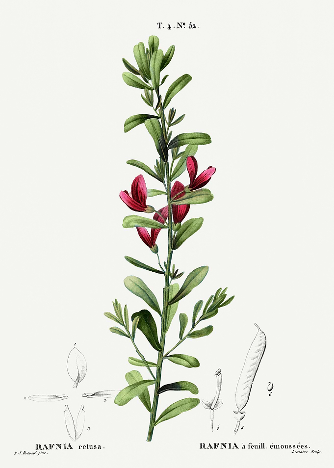 Traite Arbres 1819 HQ Orig