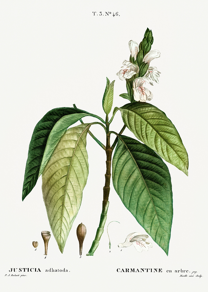 Traite Arbres 1819 HQ Orig
