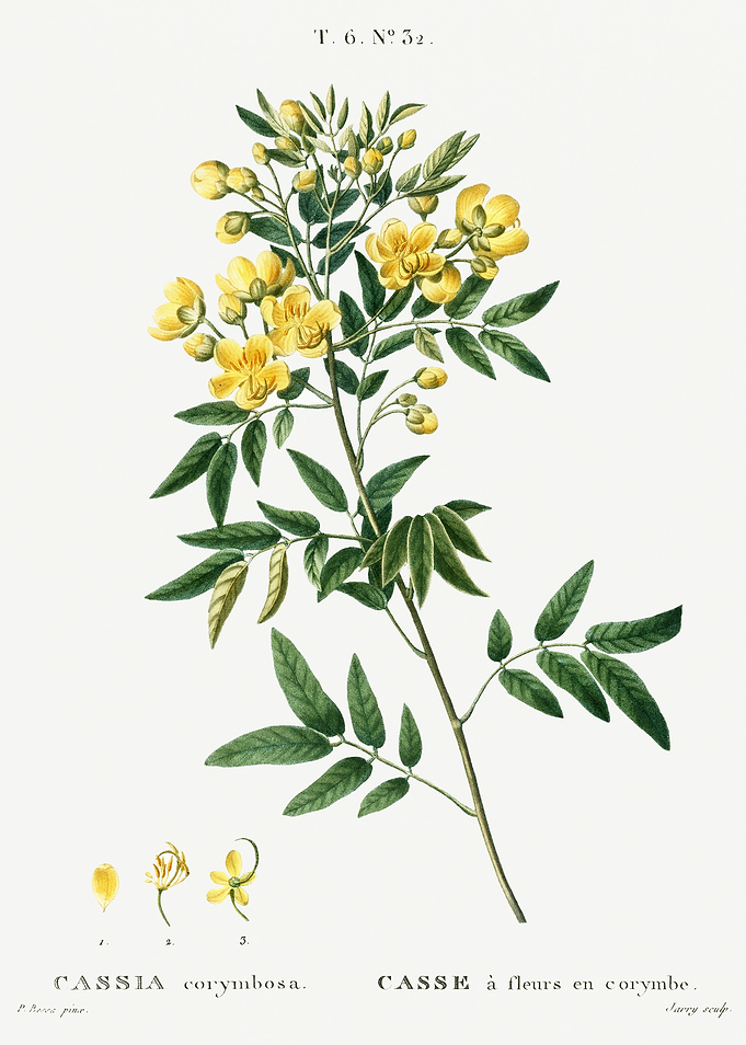 Traite Arbres 1819 HQ Orig
