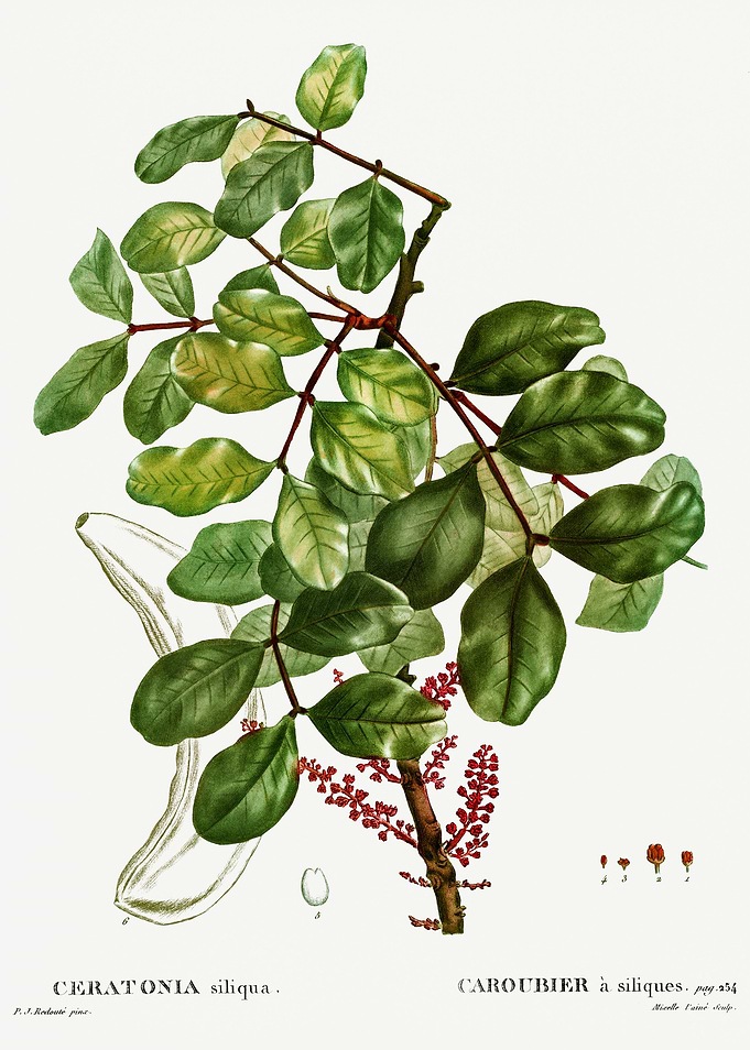 Traite Arbres 1819 HQ Orig