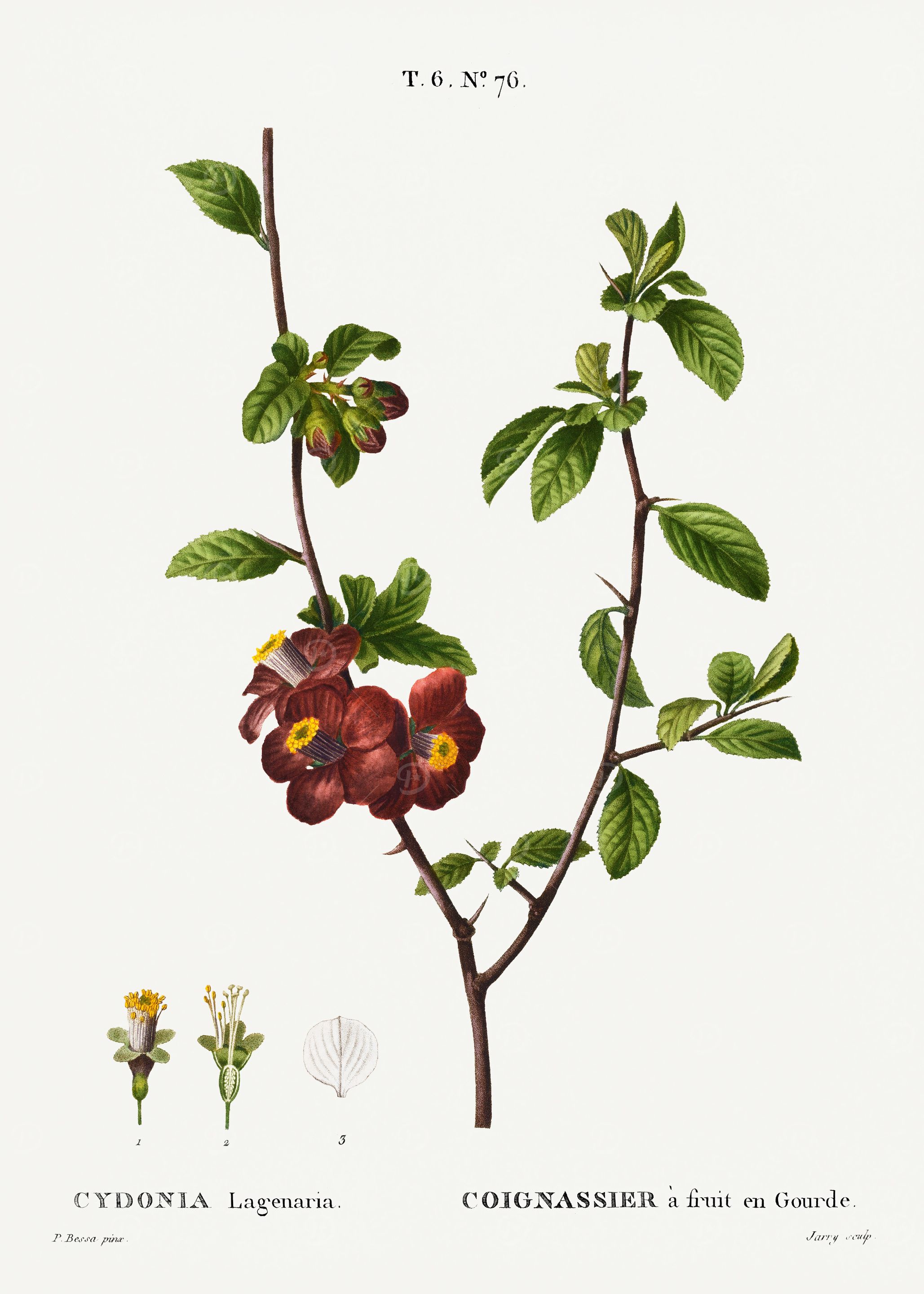 Traite Arbres 1819 HQ Orig