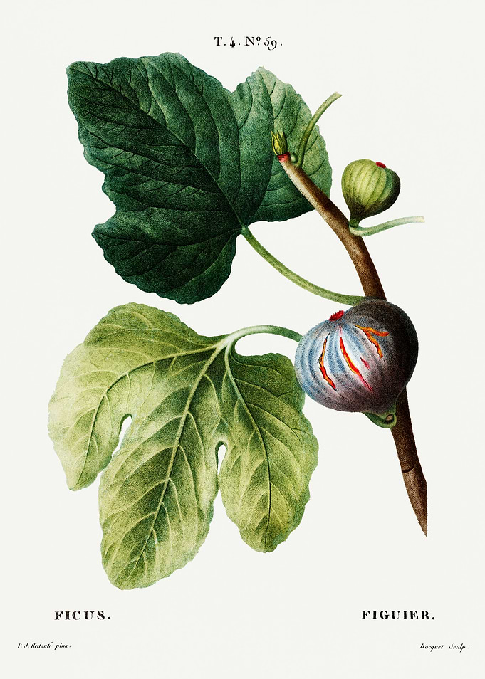 Traite Arbres 1819 HQ Orig
