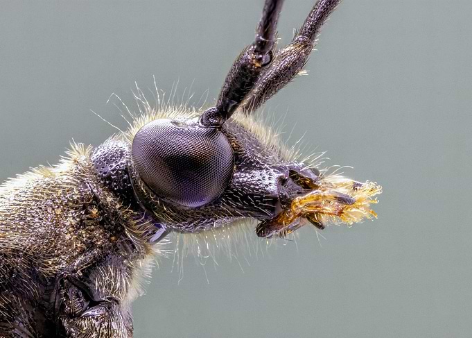 Longhorn Beetle
