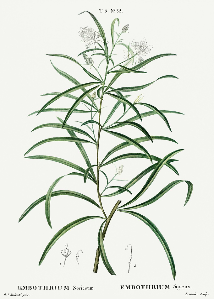 Traite Arbres 1819 HQ Orig