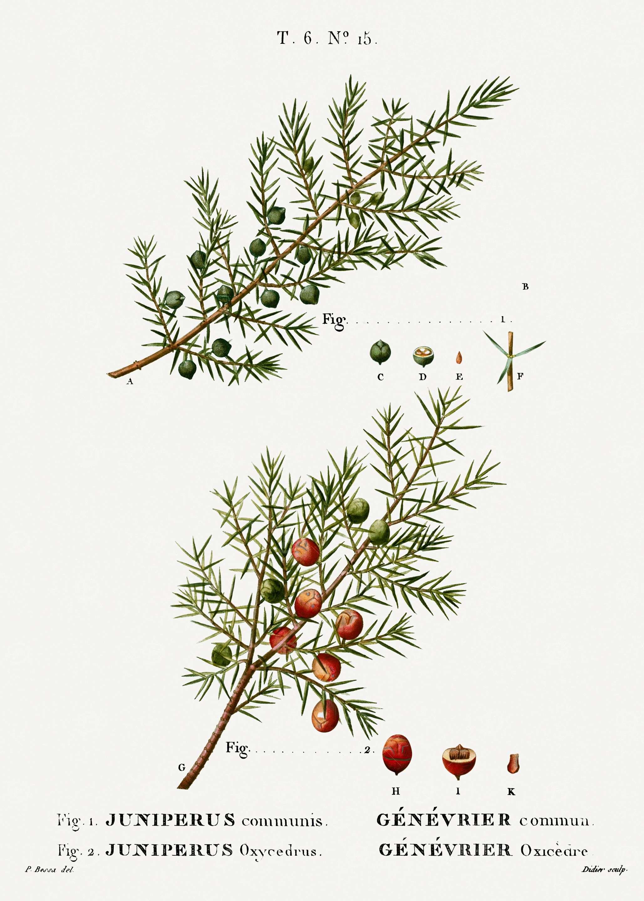 Traite Arbres 1819 HQ Orig